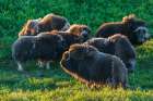 Musk ox herd, early morning light on the arctic tundra, Seward Peninsula, Alaska Art Print